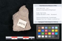 Foto (Objekt + Etikett) von Dryandra comptoniaefolia Ettingshausen (NHMW-GEO-2024-0188-10186)